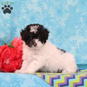 Almond Joy, Toy Poodle Puppy